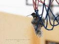 Des enfants trouvent un colibri nichant dans un champ et aident à le protéger