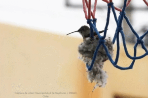 Des enfants trouvent un colibri nichant dans un champ et aident à le protéger