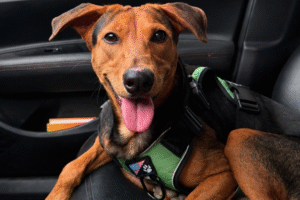 Du Venezuela à la Colombie : l&rsquo;histoire de Guairo, le chien qui a survécu aux deux tremblements de terre