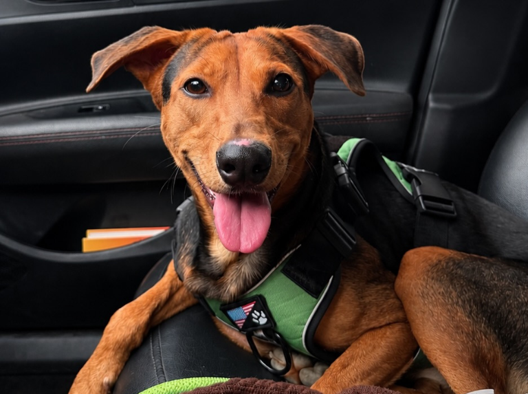 Du Venezuela à la Colombie : l'histoire de Guairo, le chien qui a survécu aux deux tremblements de terre