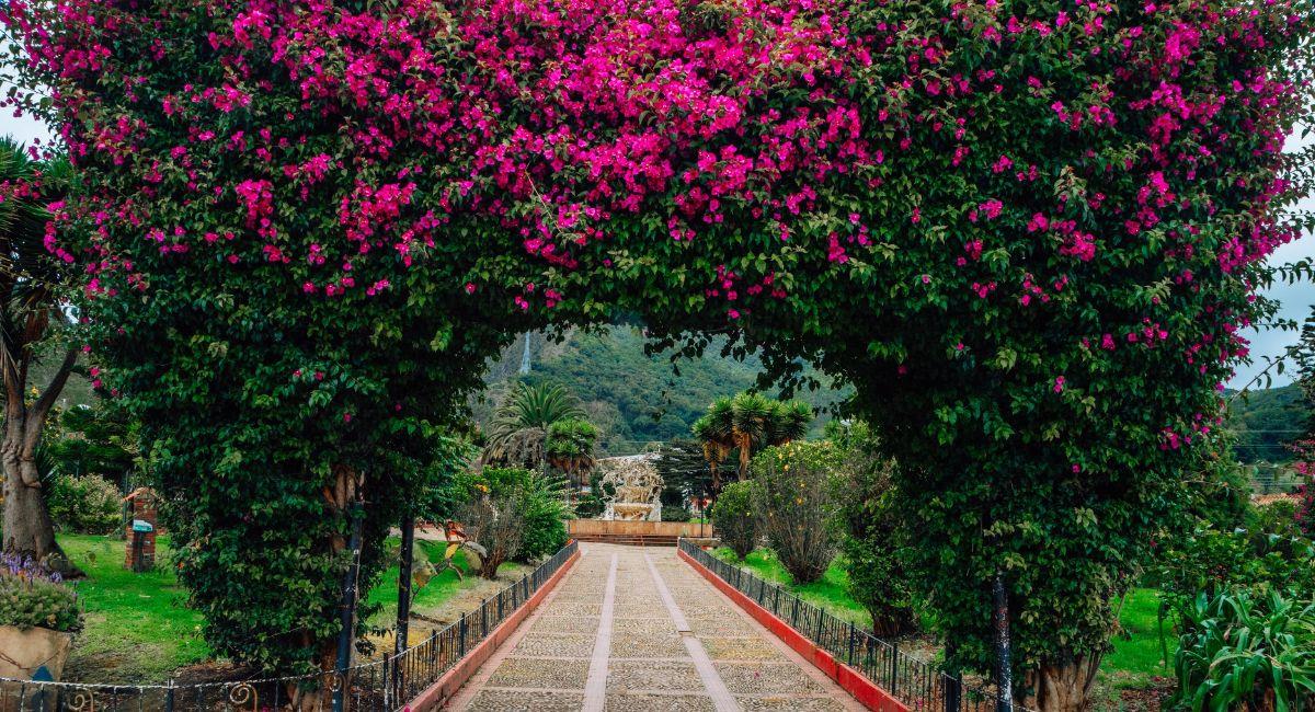El Jardín de Guayatá ofrece una vista de sus árboles con flores fucsia y violeta. Foto: Shutterstock Barracuda Bga