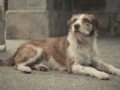 Sauver un chien ou un chat implique des engagements, des dépenses, de la volonté, de l&rsquo;amour et des responsabilités.