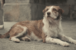 Sauver un chien ou un chat implique des engagements, des dépenses, de la volonté, de l&rsquo;amour et des responsabilités.