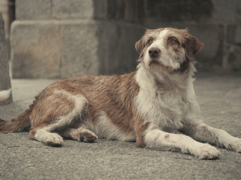 Sauver un chien ou un chat implique des engagements, des dépenses, de la volonté, de l'amour et des responsabilités.
