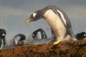 Une nouvelle espèce de manchot identifiée dans l&rsquo;océan Indien
