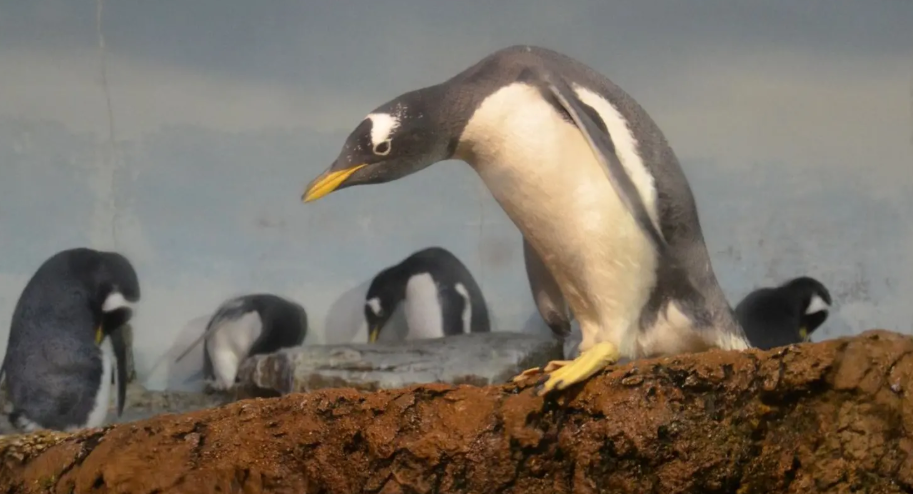 Une nouvelle espèce de manchot identifiée dans l'océan Indien